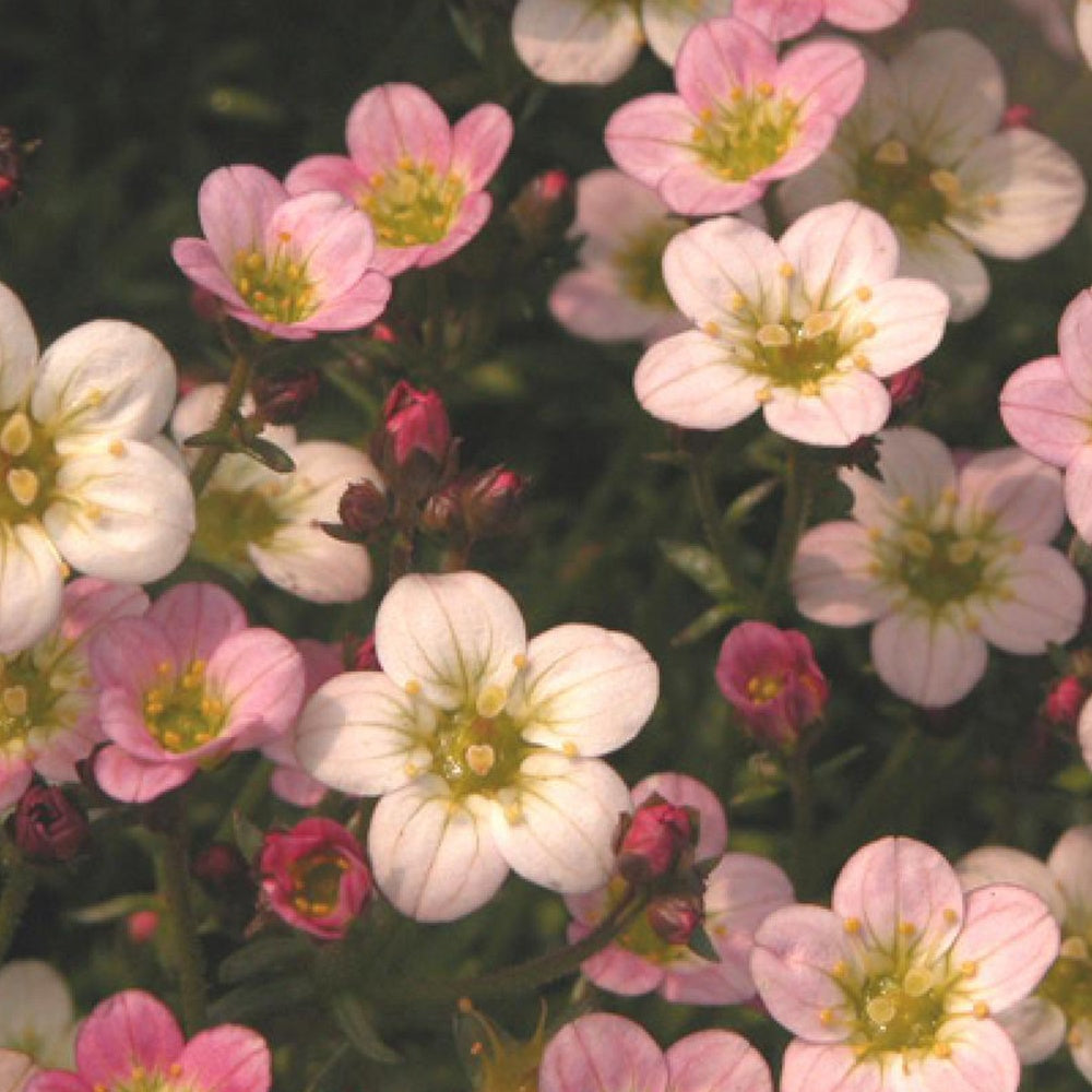 Saxifrage Ware's Crimson - Bakker