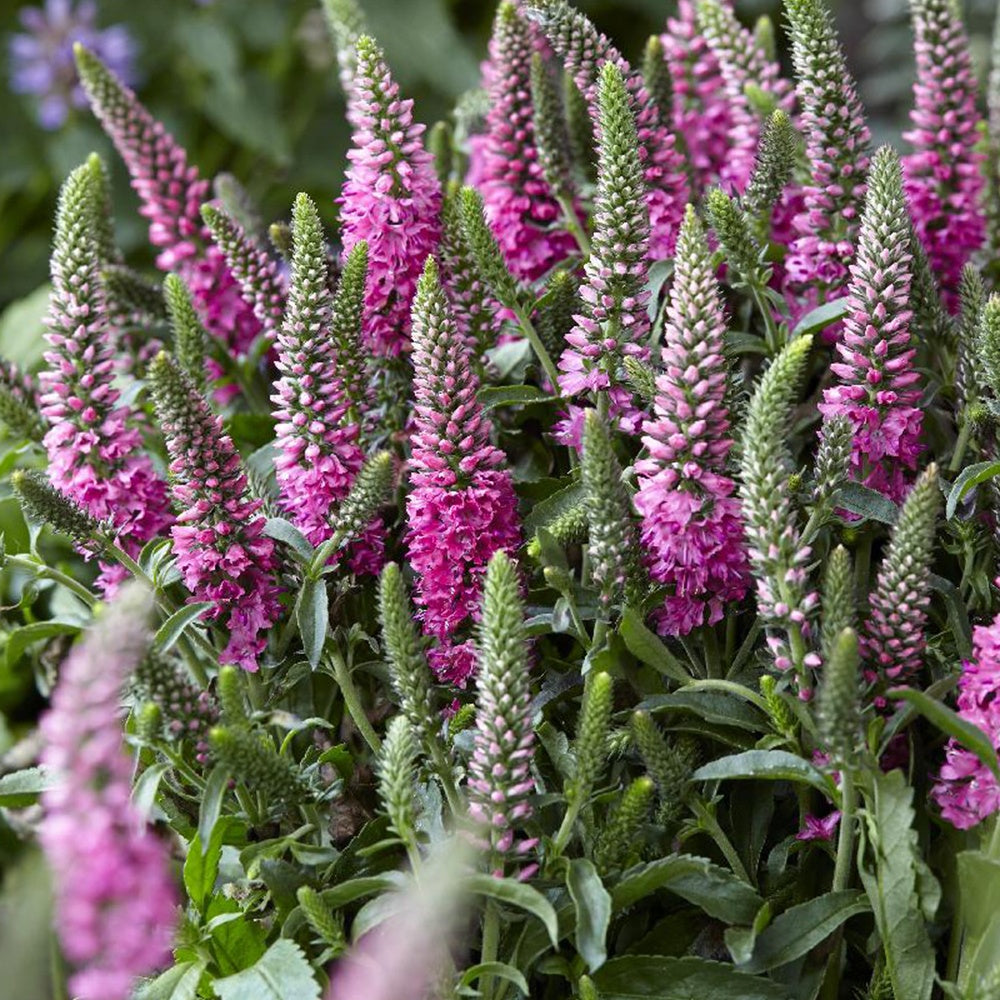 Veronique en épis Bubblegum Candles ® - Veronica spicata bubblegum candle's ® - Bakker