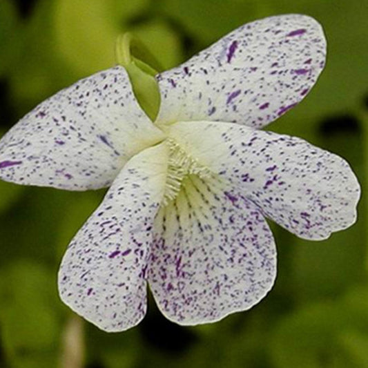 Violette vivace Freckles - Bakker
