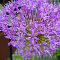 Bakker - Allium Gladiator - Allium gladiator - Bulbes à fleurs