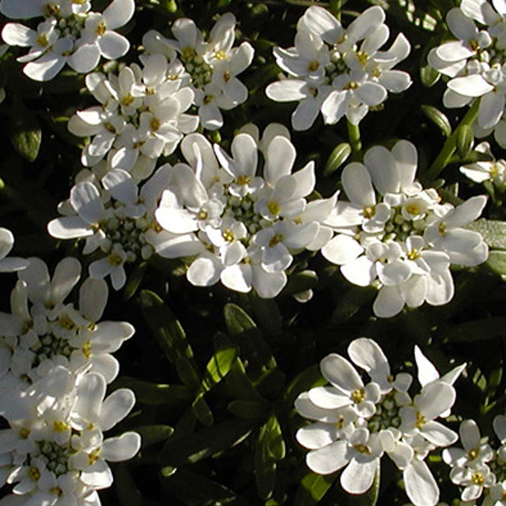 Ibéris - Corbeille d'argent Schneeflocke - Iberis - Iberis sempervirens 'snowflake'