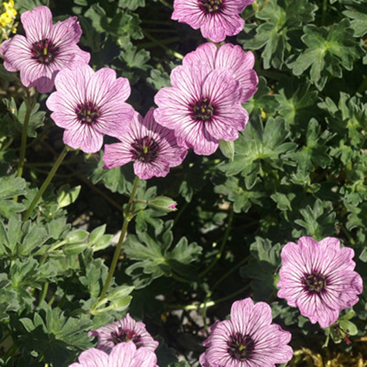Géranium vivace Ballerina - Bakker