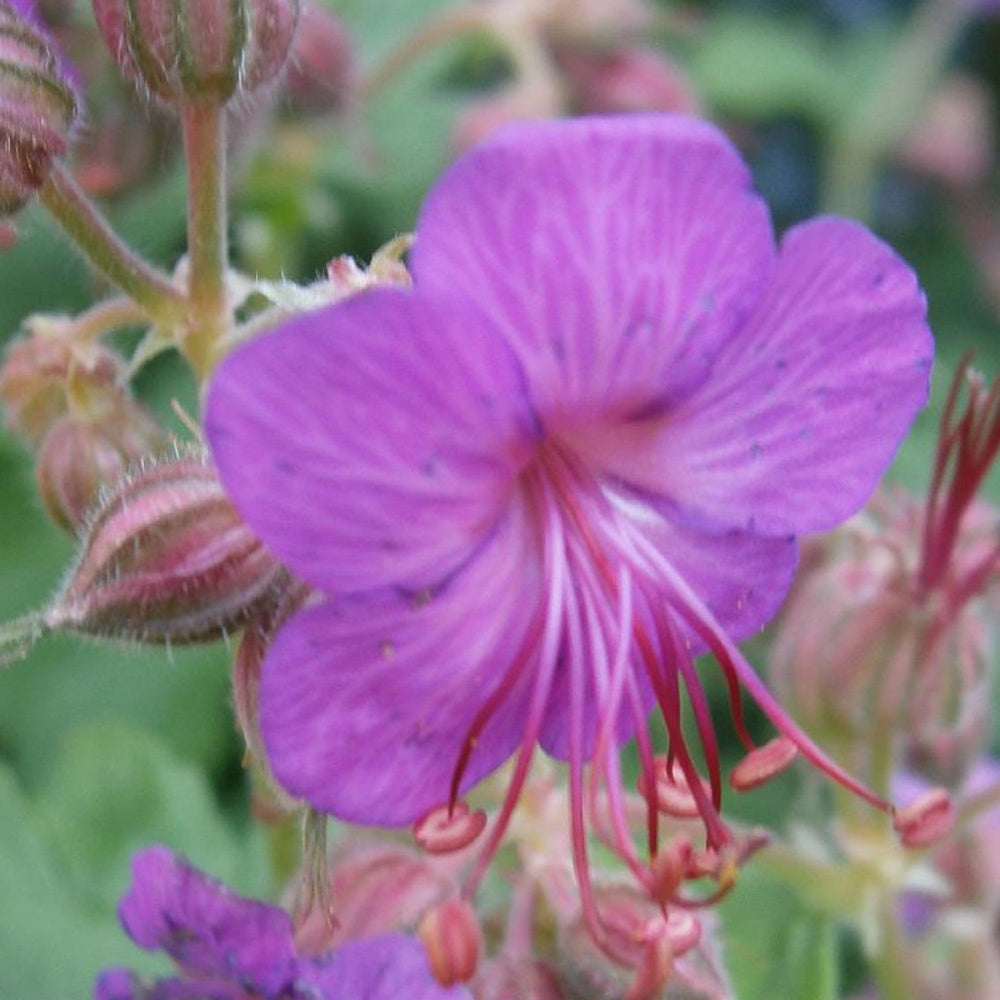 Geranium macrorrhizum - Géranium vivace macrorrhizum - Géraniums