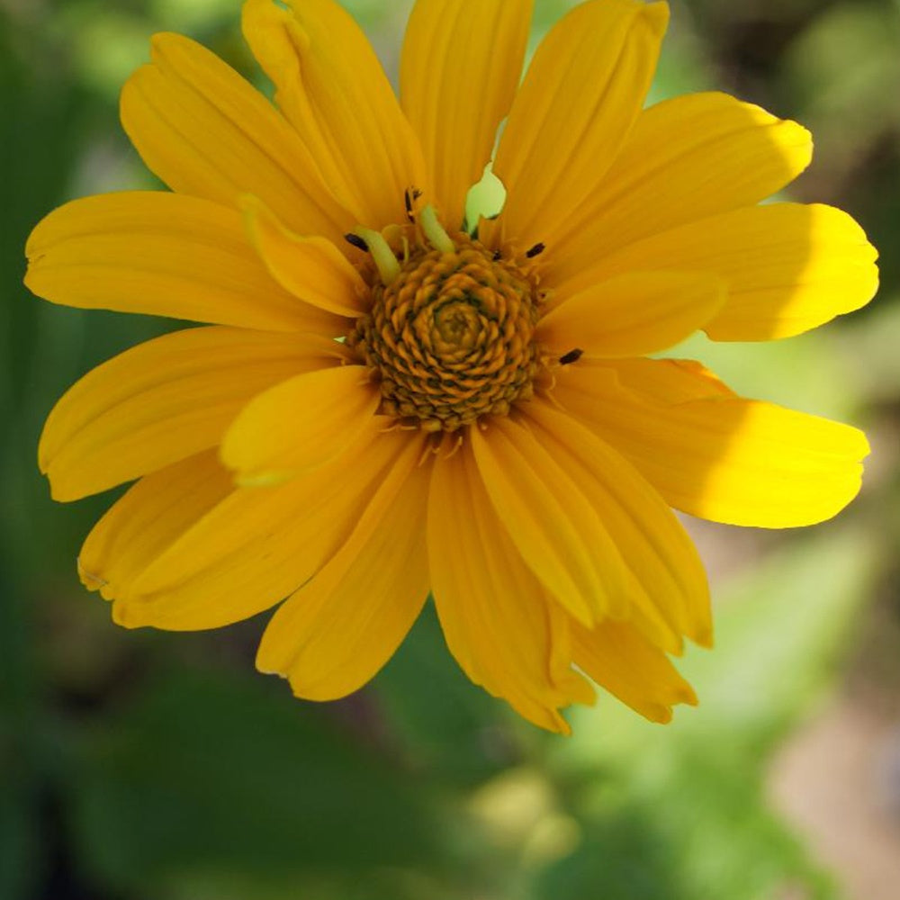 Héliopside Sommersonne - Heliopsis helianthoides Summer Sun - Bakker