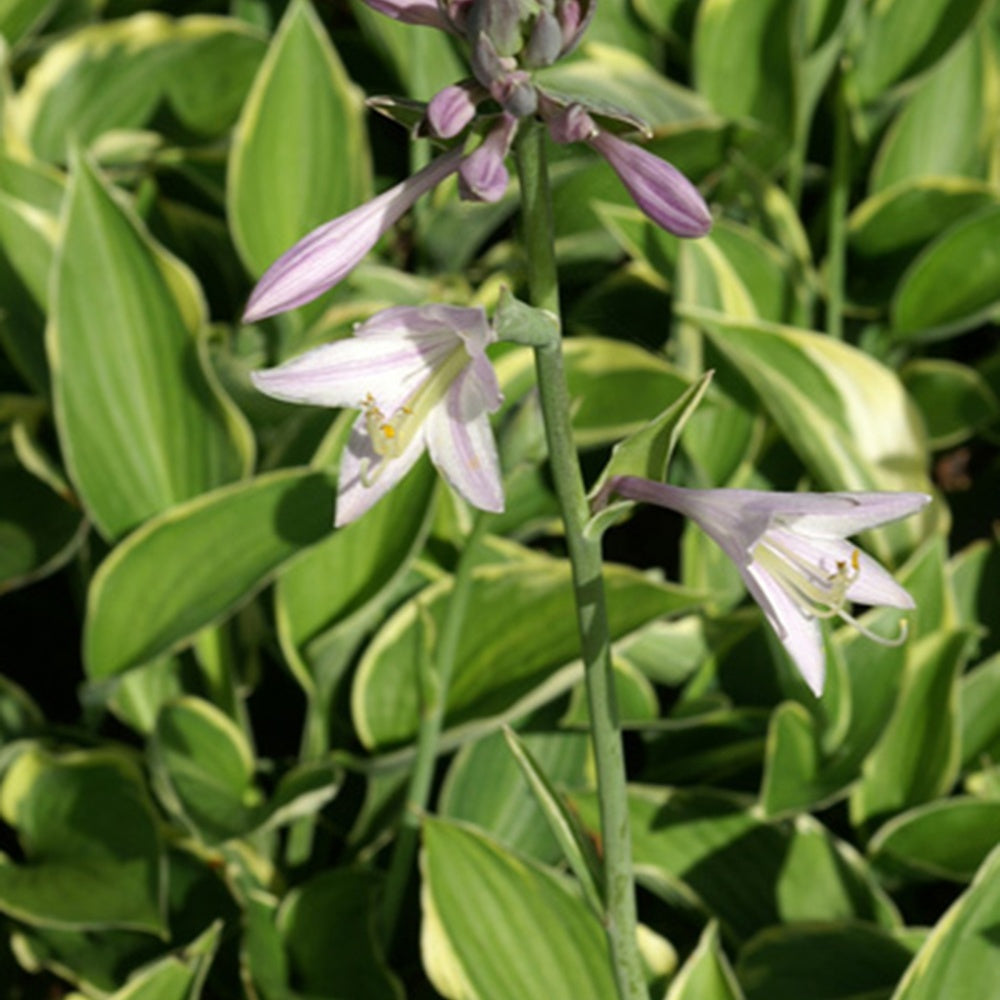 Hosta Normalis - Hosta fortunei aureomarginata - Bakker