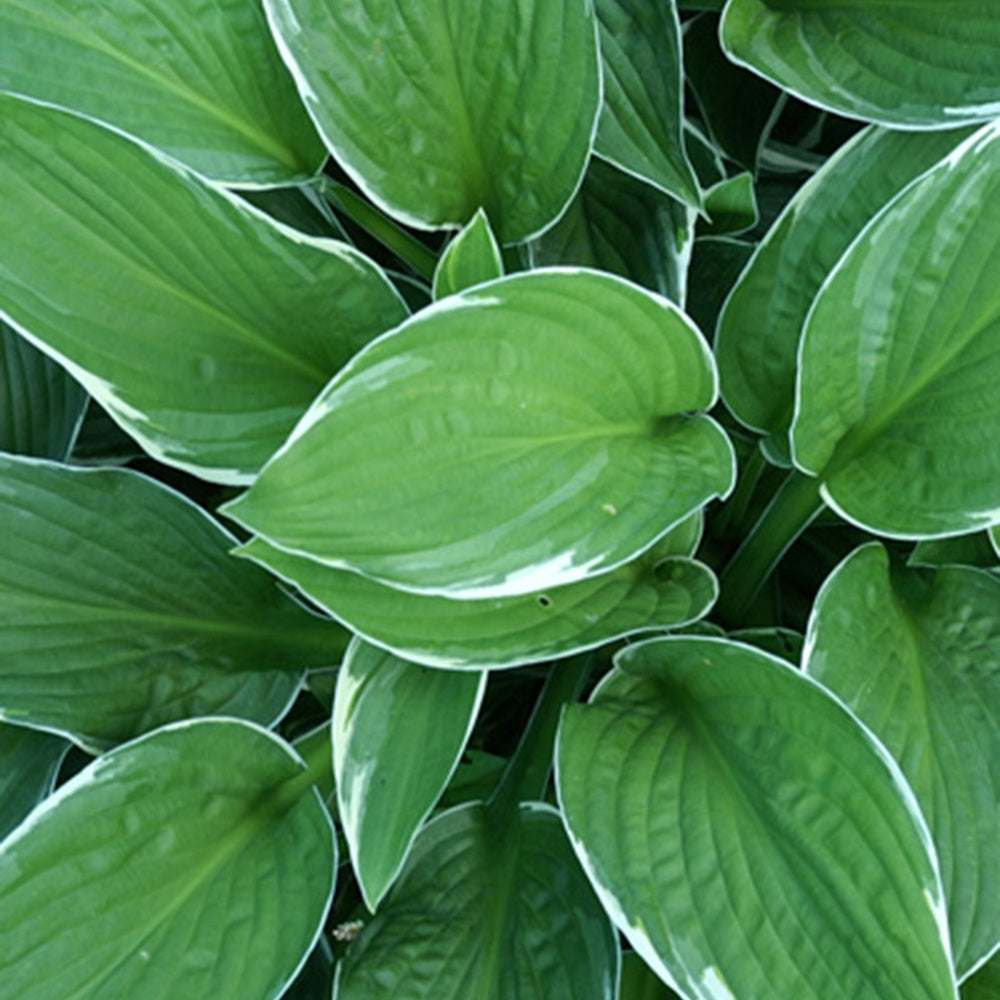 Hosta fortunei Francee - Hosta Francee - Plantes vivaces