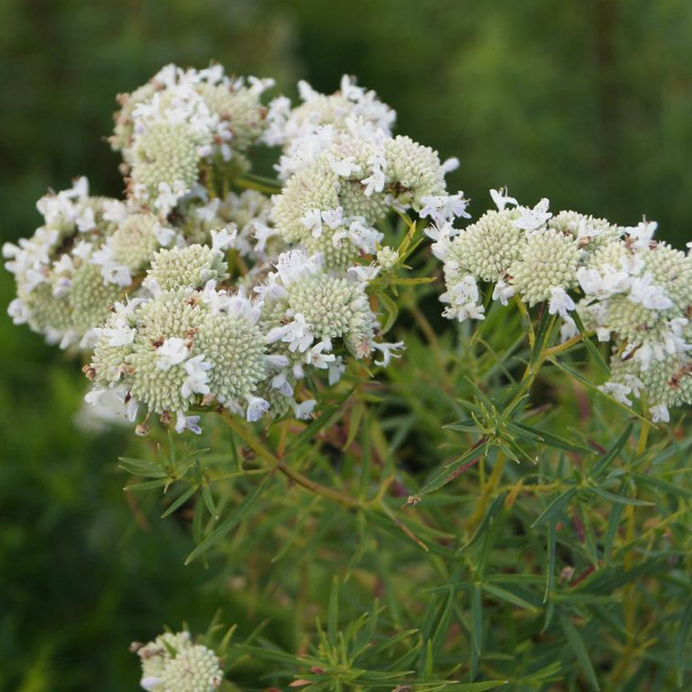 Menthe des montagnes - Pycnanthemum flexuosum - Bakker
