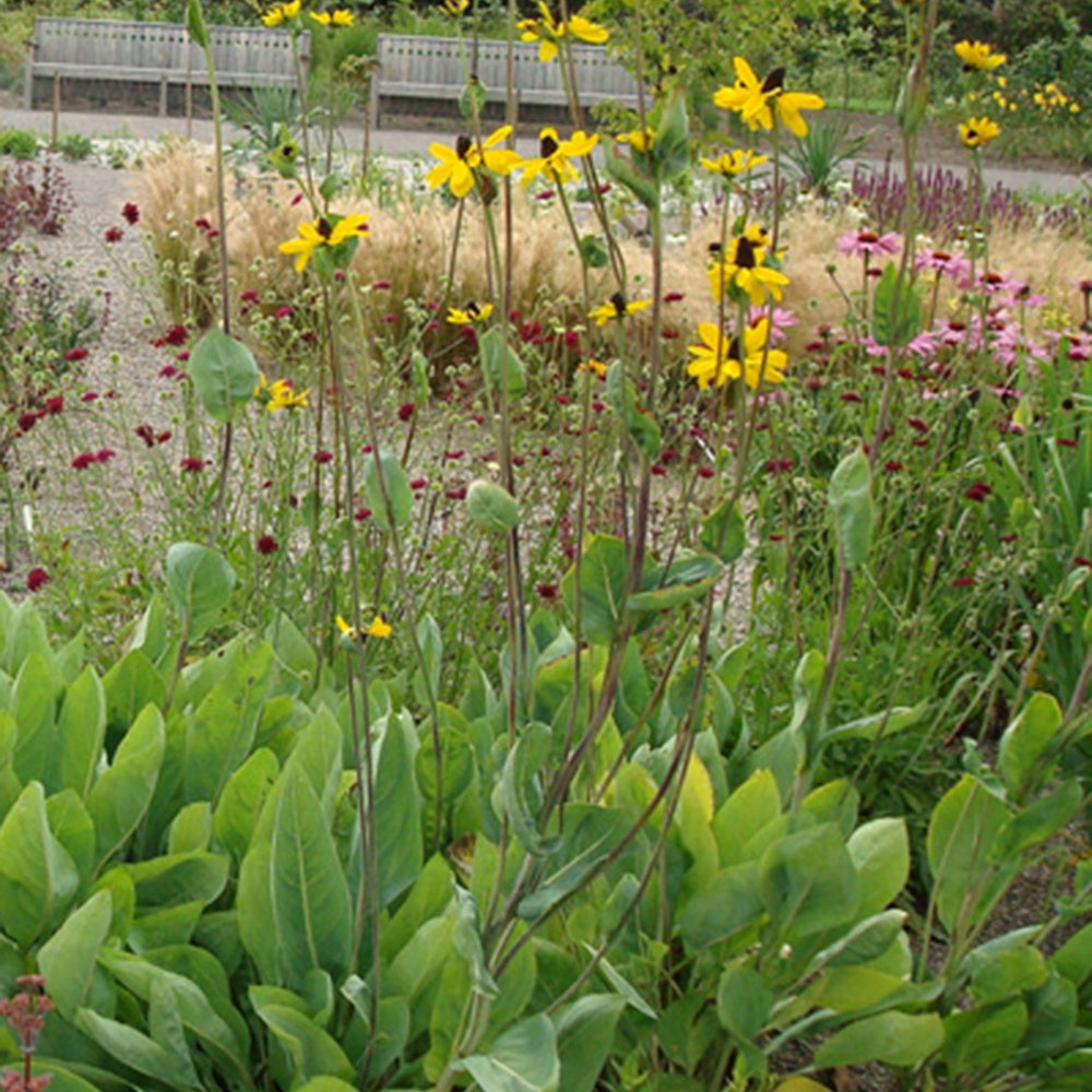 Rudbeckia géante - Bakker