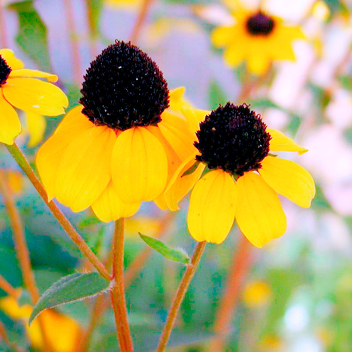 Vente Rudbeckia trilobée