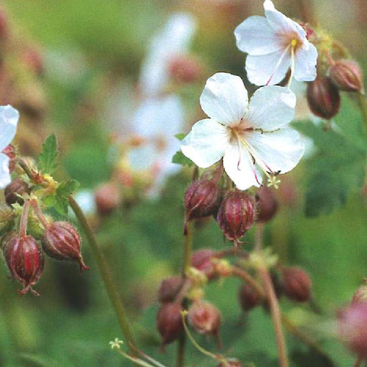 Bakker - Géranium des Balkans Spessart - Geranium macrorrhizum spessart - Arbustes et vivaces