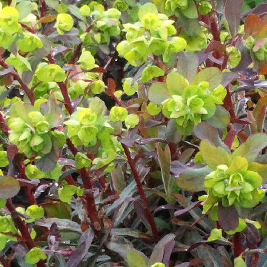 Bakker - Euphorbe amygdaloides Ruby Glow - Euphorbia amygdaloides ruby glow - Arbustes et vivaces