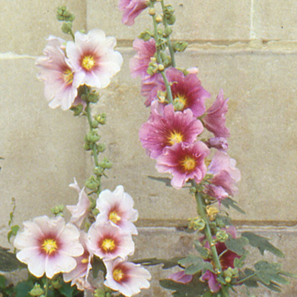 Rose trémière à feuilles de figuier - Bakker