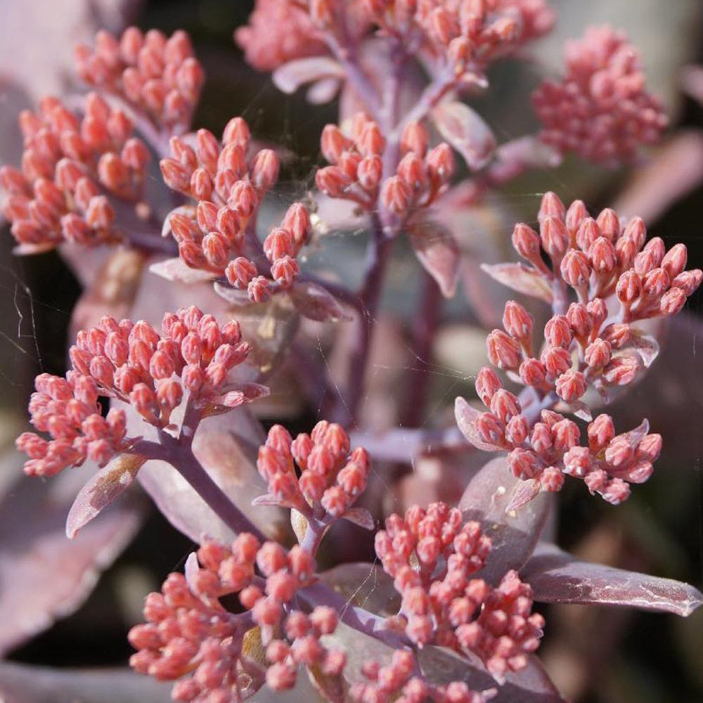 Sedum Chocolate Cherry - Sedum 'chocolate cherry' - Bakker