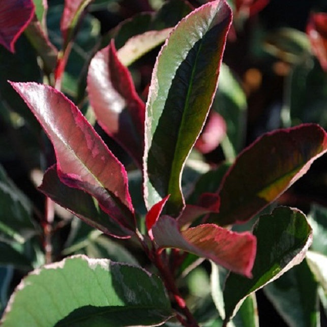 Photinia fraseri Pink Marble - Photinia 'Pink Marble' - Photinia
