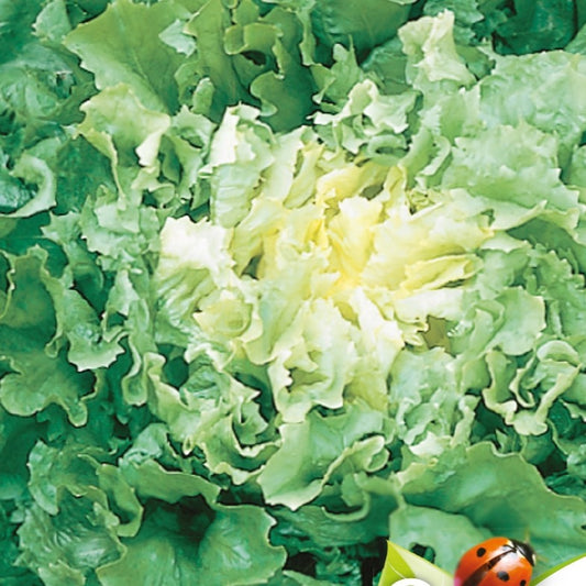 Chicorée scarole Grosse bouclée Nuance Bio - Bakker