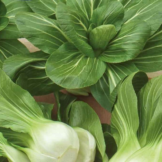 Chou de Chine Pak-choi Green Fortune F1 - Bakker