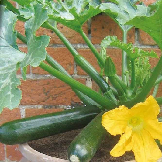 Courgette pour pot Patio Star F1 - Bakker