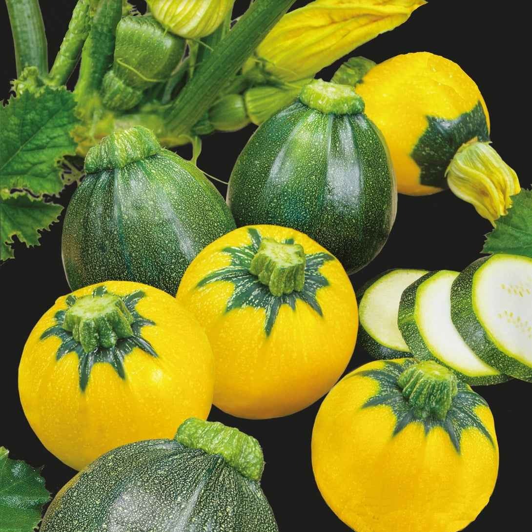 Courgette Eight & One Ball F1 - Bakker