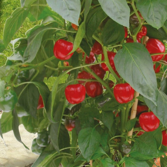 Poivron pour pot Kobold F1 - Bakker