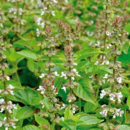 Basilic - Basilic à l'odeur de citronnelle Mrs. Burns - Ocimum citridorum