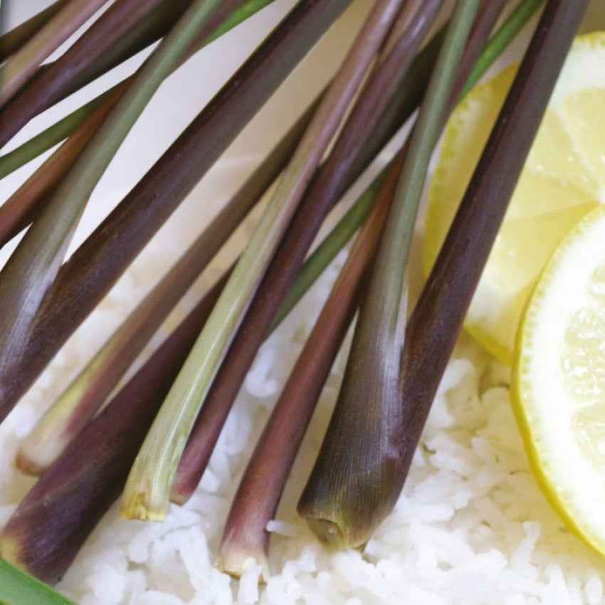 Graines d'aromatiques - Citronnelle - Cymbopogon flexuosus