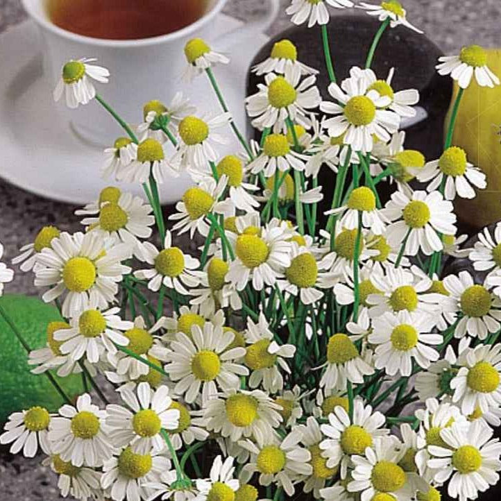 Camomille Allemande Bio - Bakker