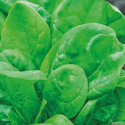 Epinard Columbia F1 - Bakker