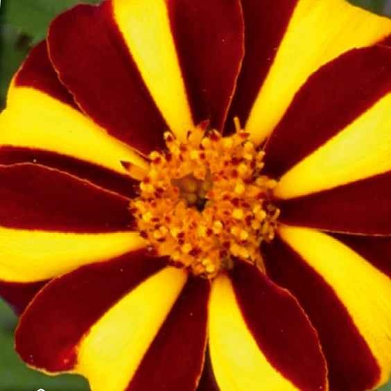 Oeillet d'Inde nain simple Mr. Majestic - Bakker