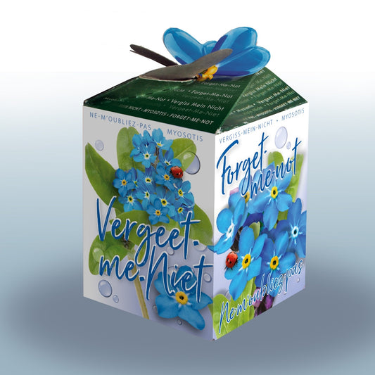 Kit Myosotis Ne-m'oubliez-pas - Bakker