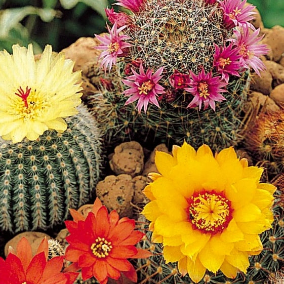 Graines de Cactus en mélange - Bakker