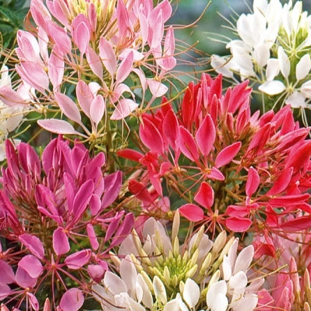 Cléome épineux Colour Fountain en mélange - Cleome spinosa - Bakker