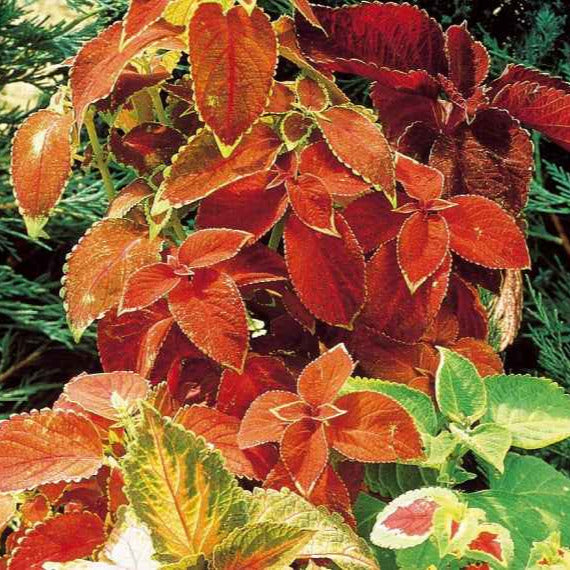 Coleus hybrides Rainbow en mélange - Bakker