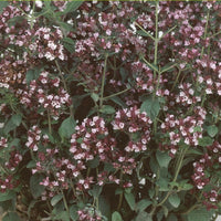 Bakker - Origan Marjolaine bio - Origanum vulgaris - Herbes Aromatiques
