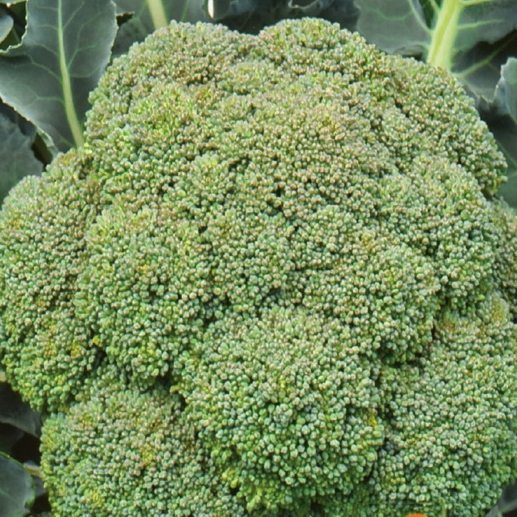 Vente Chou Brocoli 'Calabrese Natalino' - Brassica oleracea Calabrese Natalino