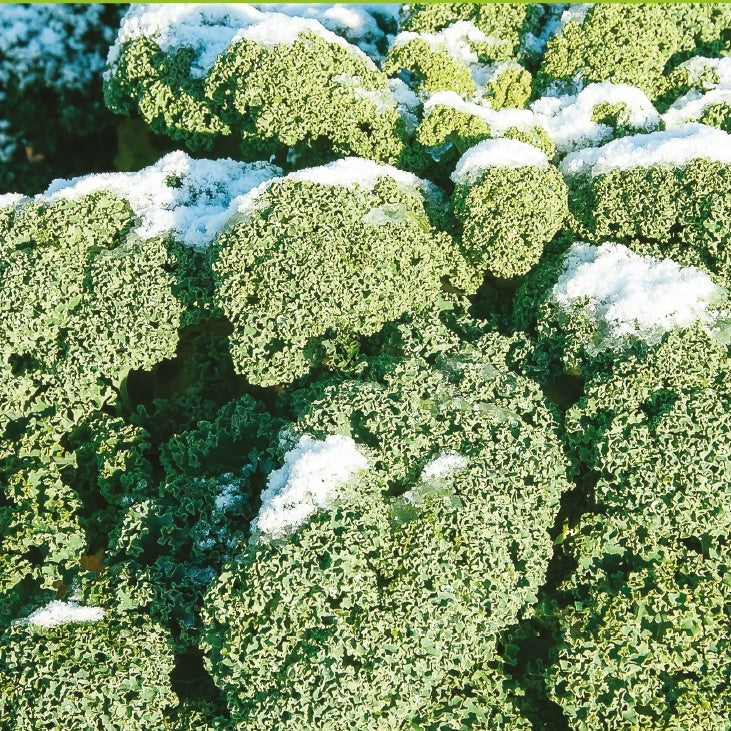 Chou Frisé demi-nain 'Westlandse Winter' - Brassica oleracea westlandse winter - Bakker