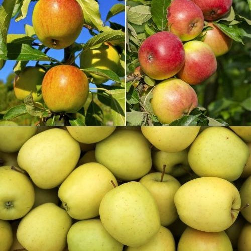 Collection de Pommiers : Reine de reinettes, Cox's, Golden Delicious - Bakker