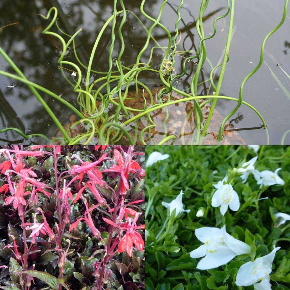 3 plantes de bassin avec panier et anneau de flottaison - Bakker