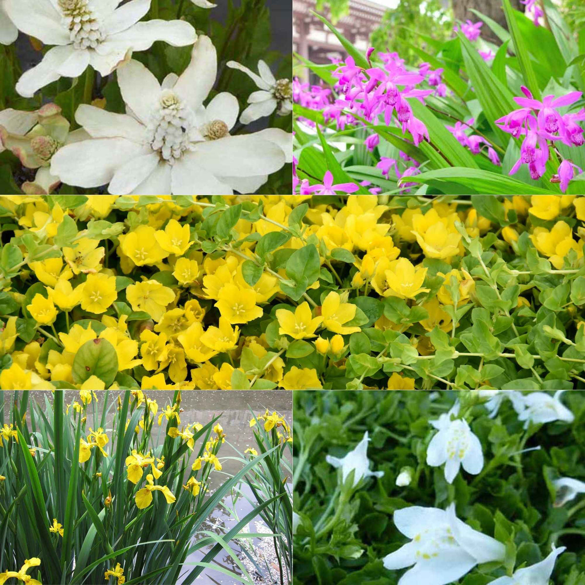 5 plantes de bassin à fleurs en mélange - Bakker