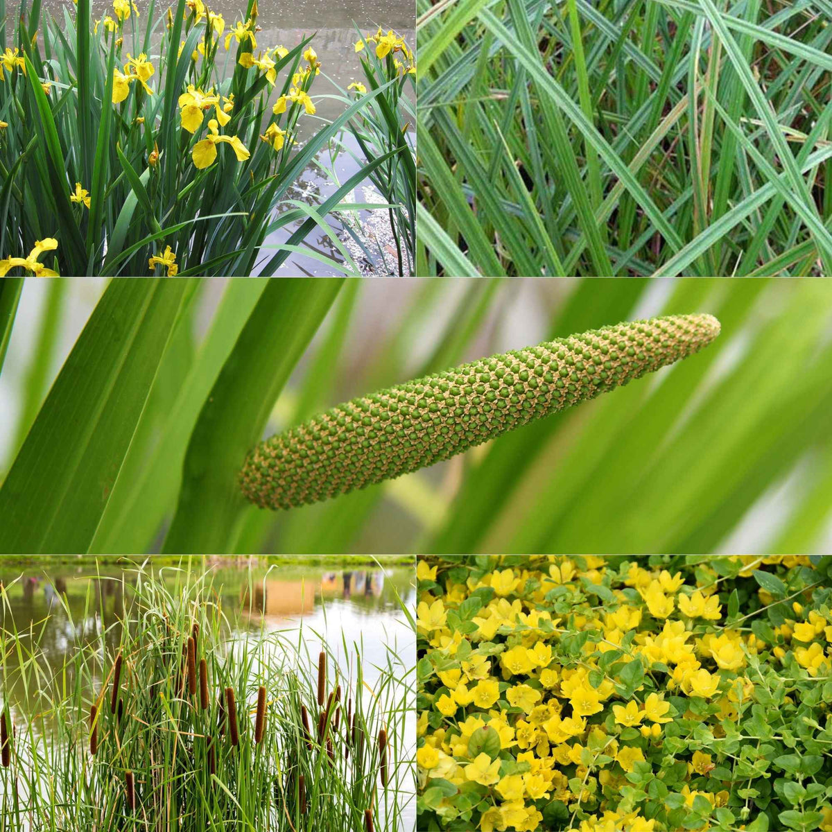 5 plantes de bassin purificatrices en mélange 'Clear Water' - Bakker