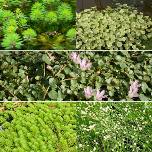 5 plantes de bassin oxygénantes en mélange - Bakker