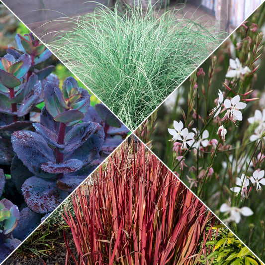 Collection de 7 plantes vivaces à feuillages originaux - Bakker