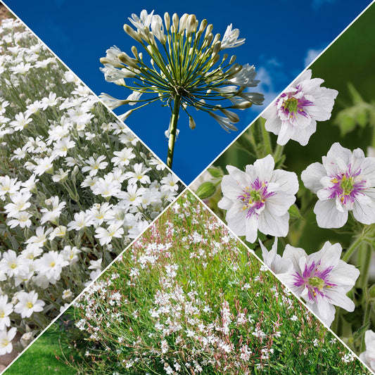 Collection de 9 plantes vivaces à fleurs blanches - Bakker