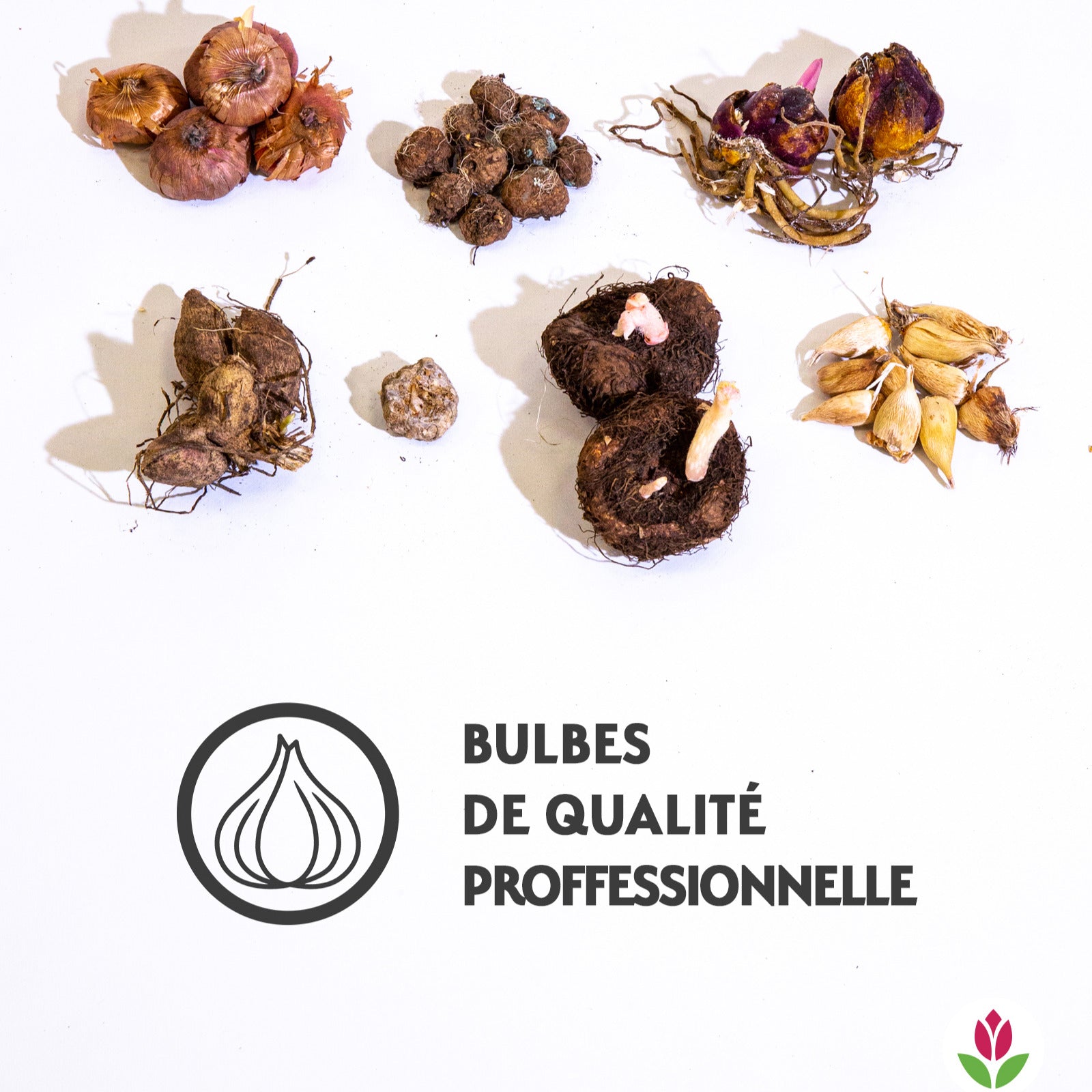 Bulbes à floraison printanière en mélange main image 0