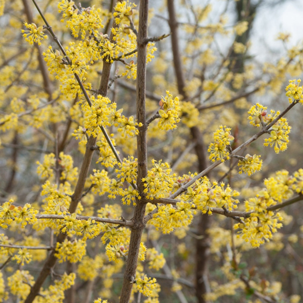 Cornus mas - Cornouiller mâle - Arbustes