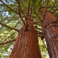 Bakker - Sequoia à feuilles d'If - Sequoia sempervirens - Arbres