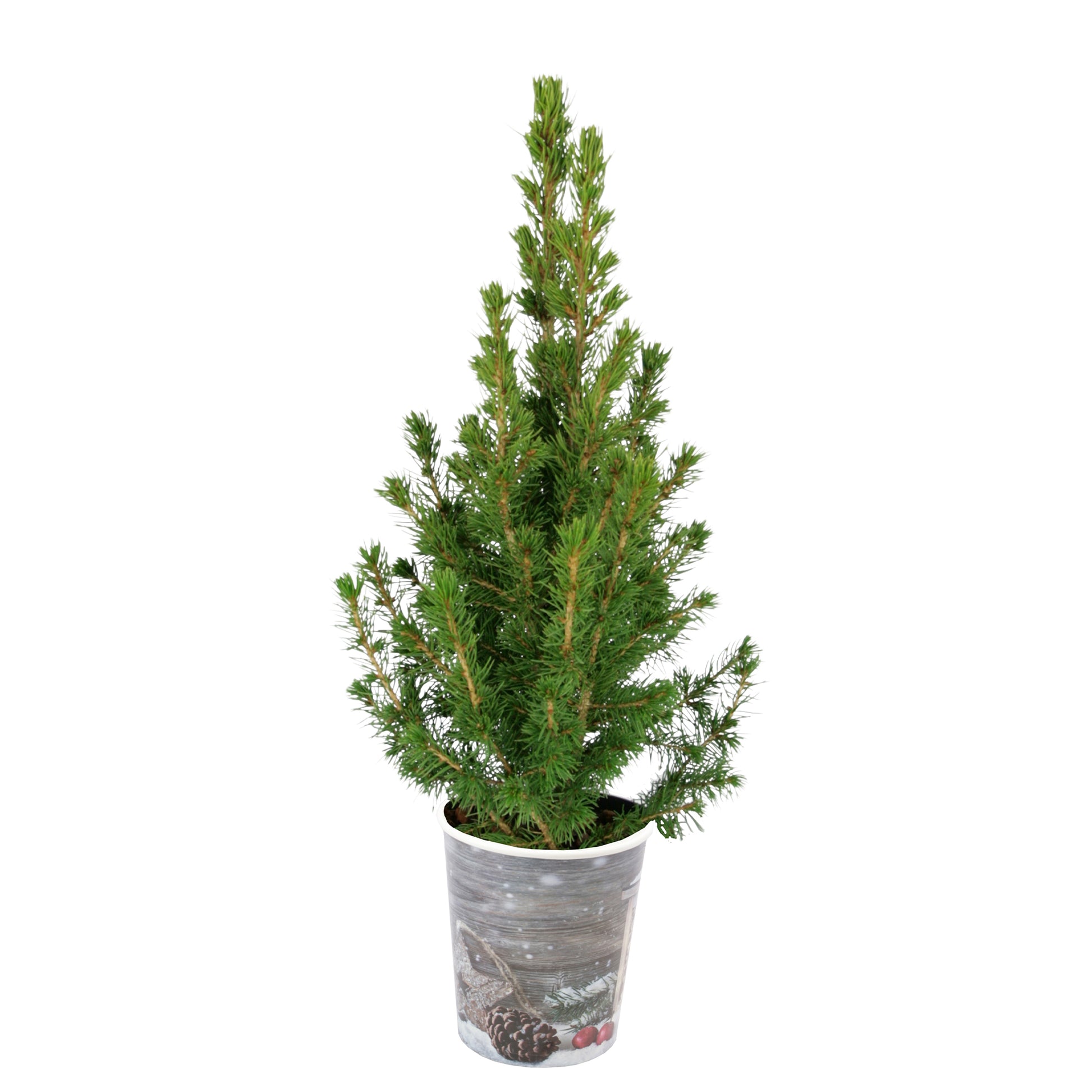 Petit sapin de Noël - Bakker
