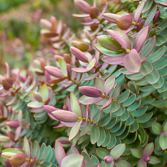 Véronique albicans Red Edge - Bakker