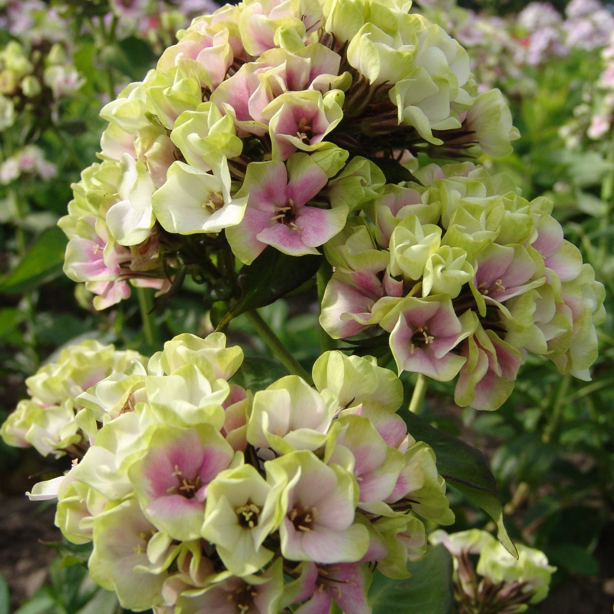 Phlox paniculé vert anis et rose violacé - Bakker