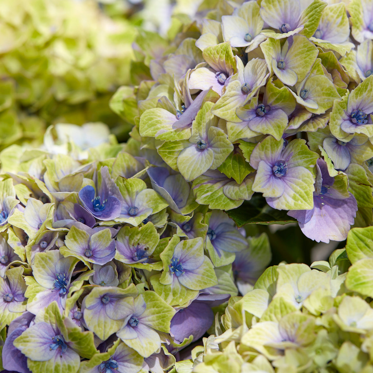 Hydrangea macrophylla 'jewel' - Hortensia 'Jewel' - Hortensia macrophylla