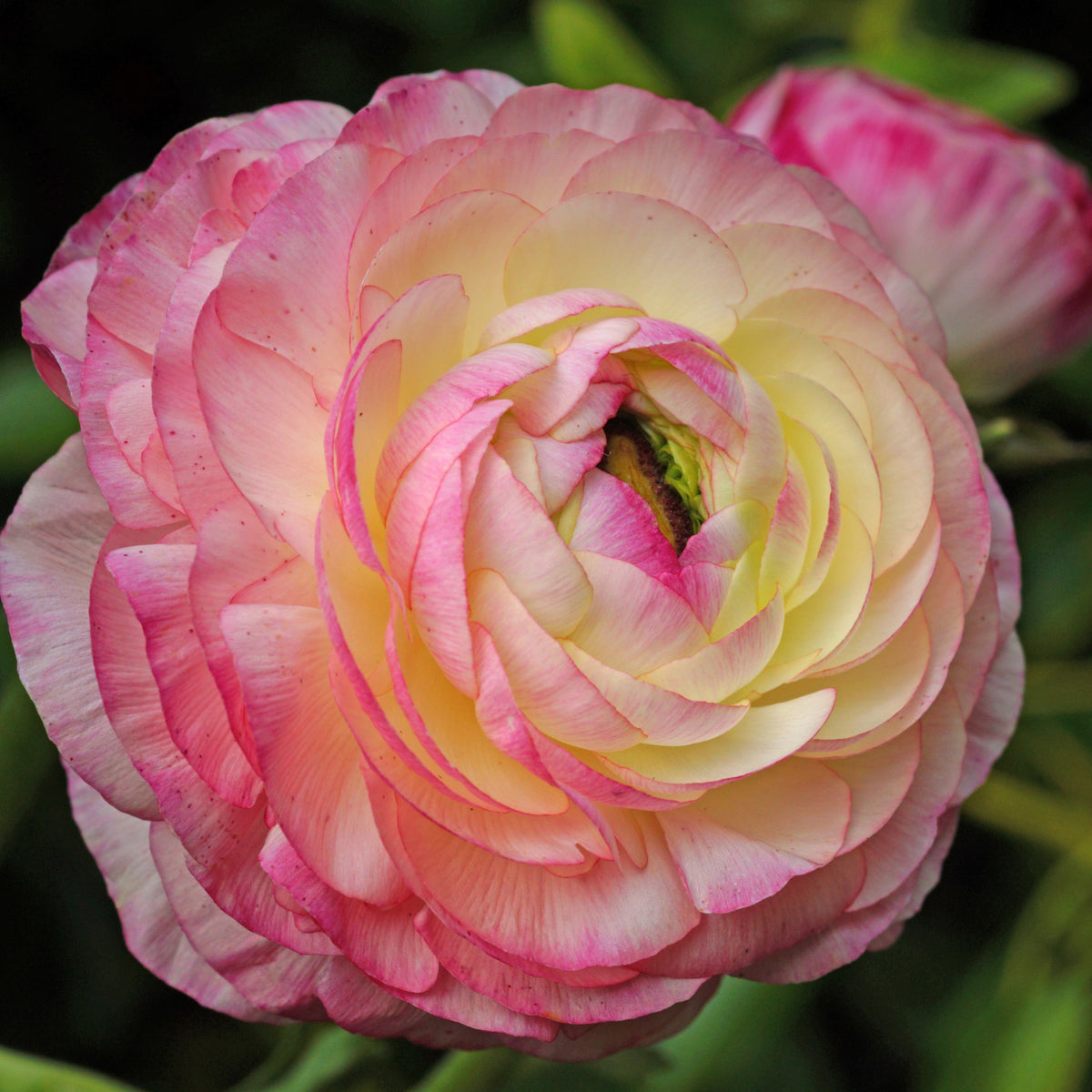 12 Renoncules Picotee Pink - Bakker